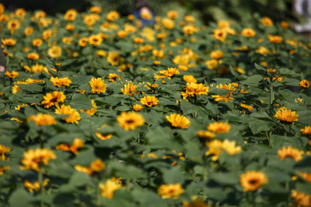 Cultivo de flores cresce 15% no Paraná